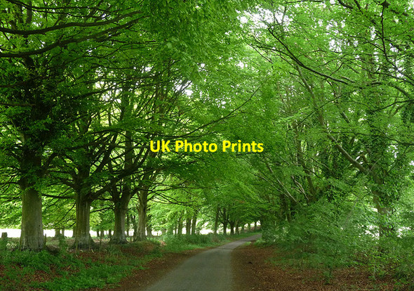 Photo 6"x4" Country road near Kilmeston Kilmeston c2011