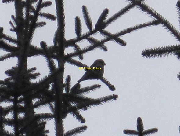 Photo 6"x4" Crossbill in Wark Forest Whygate c2012