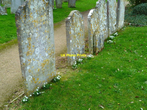 Photo 6"x4" Snowdrops by the gravestones in Sidlesham Street End\/SZ8599 c2012
