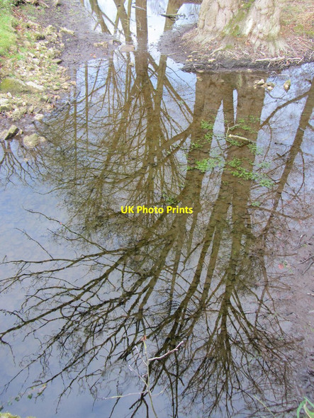 Photo 6"x4" Tree reflections in New River, Landwade Landwade c2012