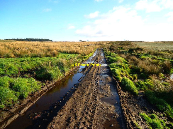 Photo 6"x4" Castlecary Muir [3] Abronhill c2012