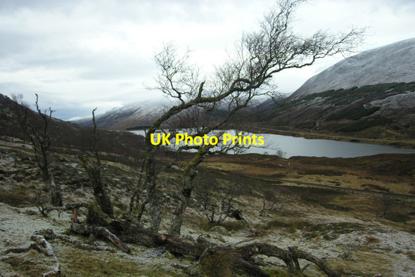 Photo 6"x4" Silver birches below Coille Mhoruisge Cnoc na M\u00f2ine\/NH1151 c2012