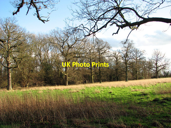 Photo 6"x4" The western edge of Round Wood, Burstall Burstall c2012