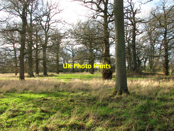 Photo 6"x4" Elms Grove, Burstall Burstall c2012