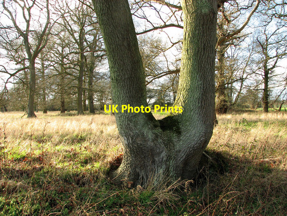 Photo 6"x4" Elbow Wood aka Elms Grove, Burstall Burstall c2012