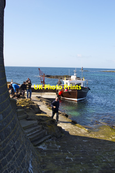 Photo 6"x4" Longstone Lighthouse Landing Northern Hares c2011