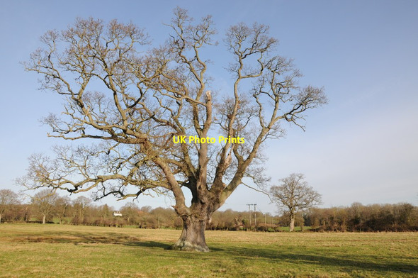 Photo 6"x4" Oak tree Eardisley c2012
