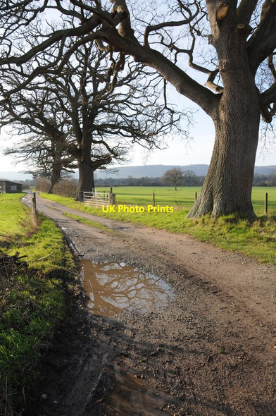 Photo 6"x4" Bridleway to Monnington Walk Staunton on Wye c2012