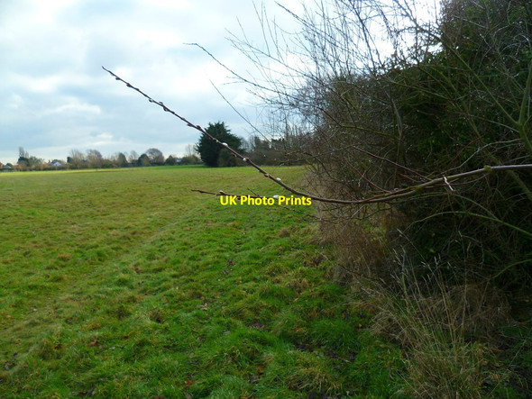 Photo 6"x4" Pussy willow near Rookery Farm Sidlesham c2012