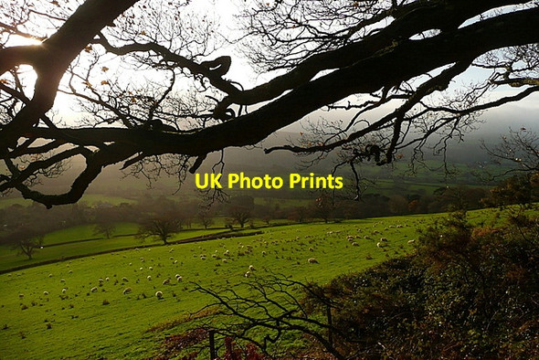 Photo 6"x4" Sheep at Selworthy Holnicote c2011