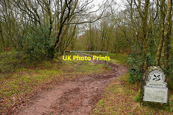 Photo 6"x4" Into Tivington Plantation Cowbridge\/SS9542 c2011