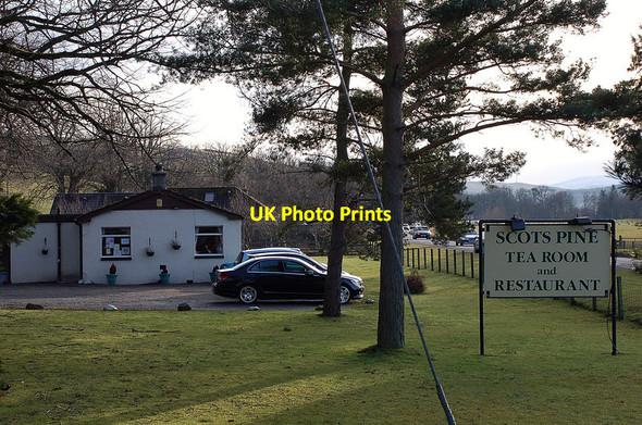 Photo 6"x4" Scots Pine Tearoom, Eddleston Eddleston c2012