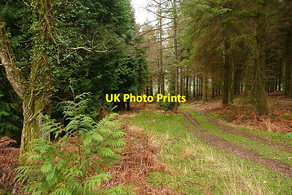 Photo 6"x4" Footpath in Broadwood Plantation Carhampton c2011