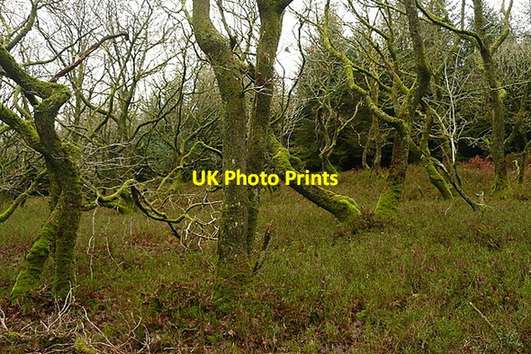 Photo 6"x4" Ancient woodland in Long Wood Churchtown\/SS9738 c2011