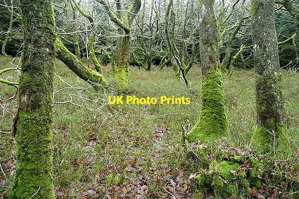 Photo 6"x4" Ancient woodland in Long Wood Churchtown\/SS9738 c2011 P1