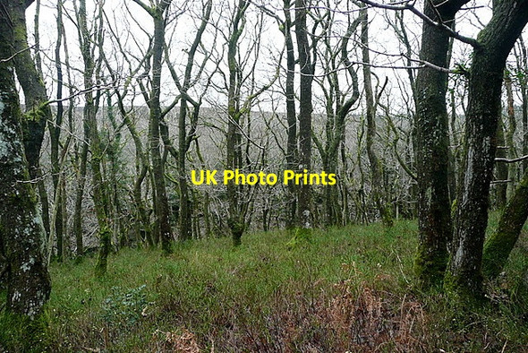 Photo 6"x4" Ancient Woodland in Long Wood Churchtown\/SS9738 c2011