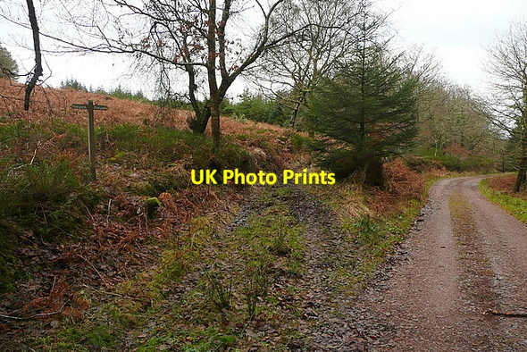 Photo 6"x4" Track in Croydon Hill woodland Churchtown\/SS9738 c2011