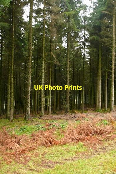 Photo 6"x4" Forestry at Mere Ponds Churchtown\/SS9738 c2011
