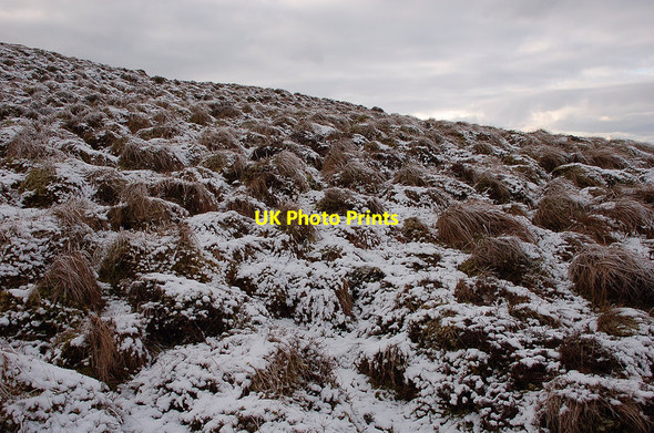 Photo 6"x4" Tussocks, Mountbenger Law Mountbengerburn c2012