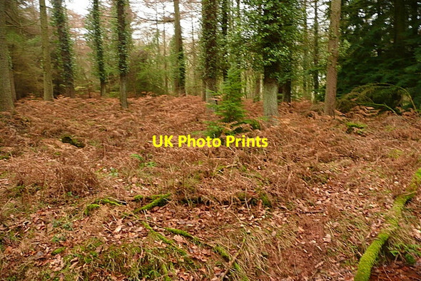 Photo 6"x4" Woodland at Longcombe Hill Carhampton c2011