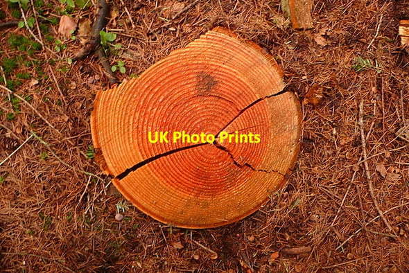 Photo 6"x4" Sawn timber in Longcombe Hill woodland Carhampton c2011
