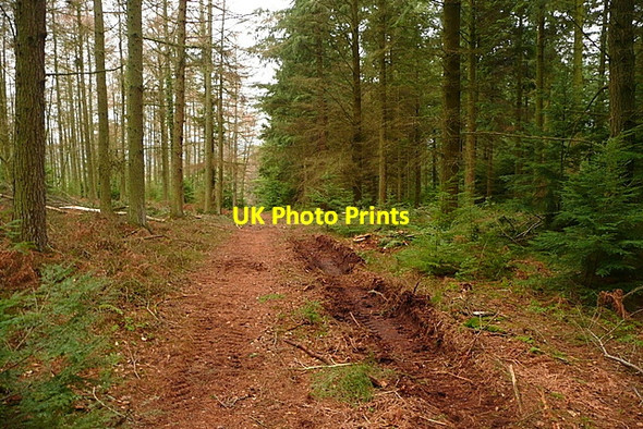 Photo 6"x4" In Longcombe Hill Wood Carhampton c2011