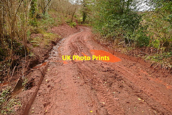 Photo 6"x4" Longcombe Lane Carhampton c2011