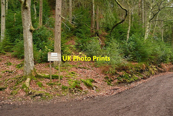 Photo 6"x4" Entrance to Dunster Woodland Dunster c2011