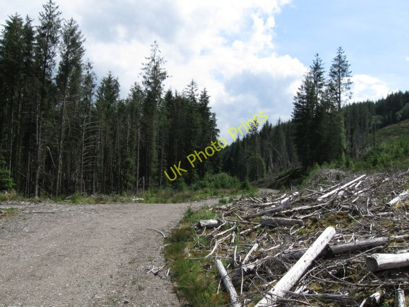 Photo 6"x4" Forest track River Loy c2008