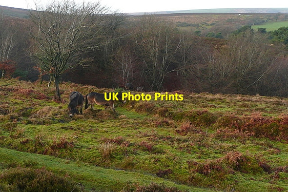 Photo 6"x4" Ponies at Sweetworthy Codsend c2011