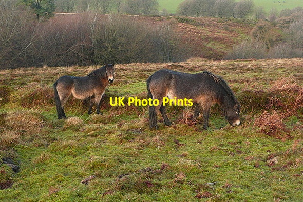 Photo 6"x4" Ponies at Sweetworthy Codsend c2011 P1