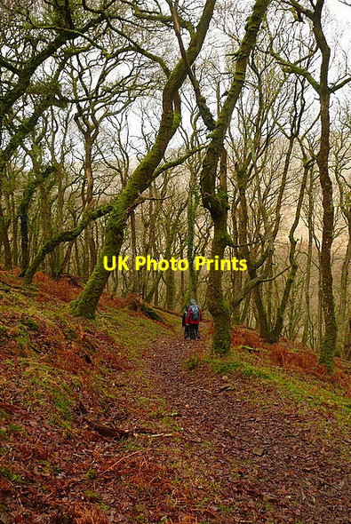 Photo 6"x4" In Stoke Wood Horner\/SS8945 c2011