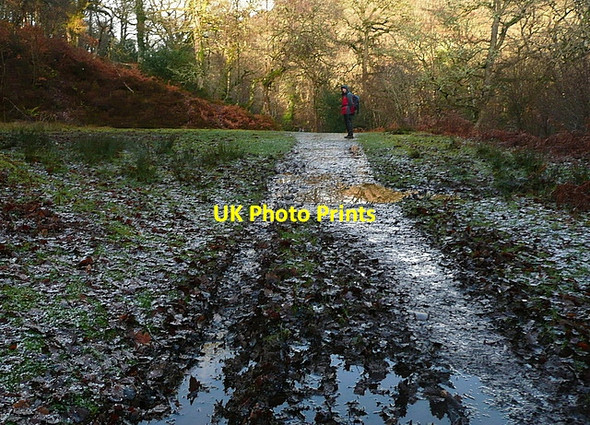 Photo 6"x4" In Horner Wood Horner\/SS8945 c2011