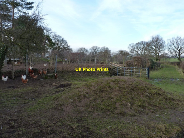 Photo 6"x4" Free range chickens at Moat Hall Hanwood c2012