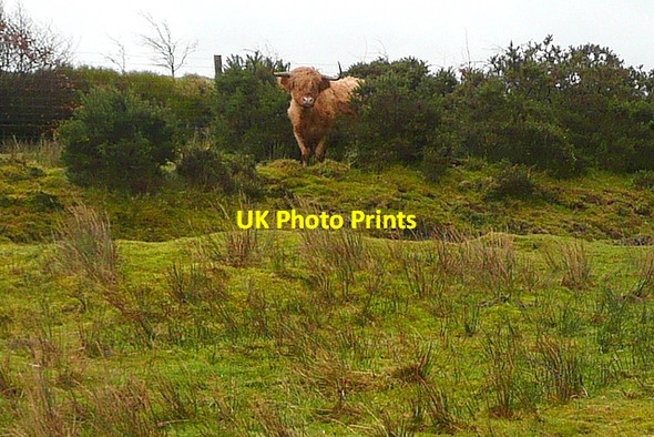Photo 6"x4" Cow at Tarr Ball Doverhay c2011