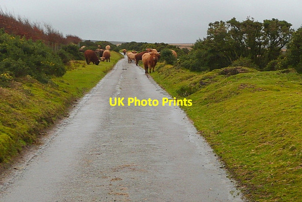 Photo 6"x4" Cattle at Tarr Ball Doverhay c2011 P1