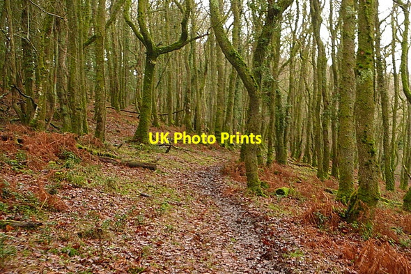Photo 6"x4" On Granny's Path Horner\/SS8945 c2011