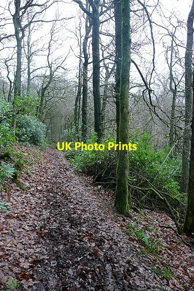 Photo 6"x4" Path in Little Quarme Wood Cutcombe c2012