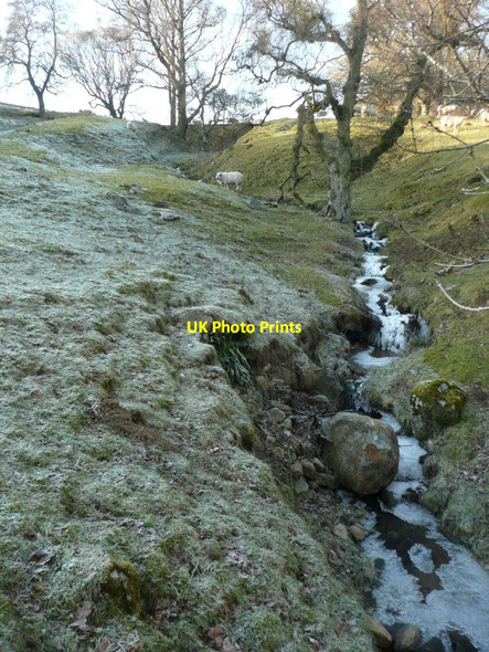 Photo 6"x4" Sheep beside frozen burn Logierait c2012