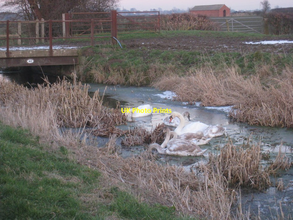 Photo 6"x4" Seven swans a-swimming Hose c2012