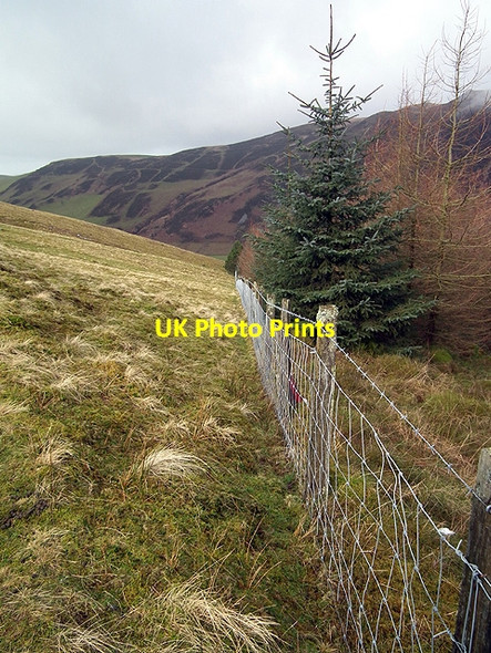 Photo 6"x4" Fence line running down to Llawr-y-cwm-bach Cwmsymlog c2012