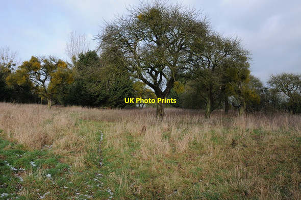 Photo 6"x4" Mature orchard, Church End Church End\/SO8936 c2012