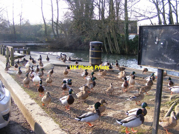 Photo 6"x4" Burford Birds Burford\/SP2512 c2012