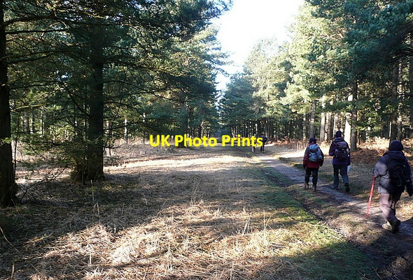 Photo 6"x4" Bramshott Common at Kent's Hill Hammer Bottom c2012