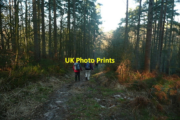 Photo 6"x4" Lushott Common Headley Down c2012
