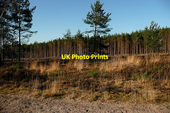 Photo 6"x4" Conifers on Ludshott Common Headley Down c2012