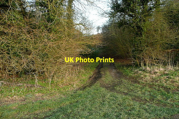 Photo 6"x4" Little Cookshall Wood Downley\/SU8495 c2012