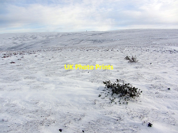 Photo 6"x4" Struggling to survive Lagganlia c2012