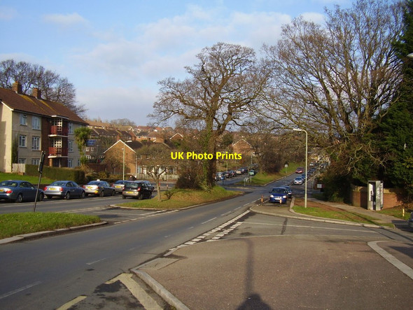 Photo 6"x4" A tree in the middle Exeter c2012