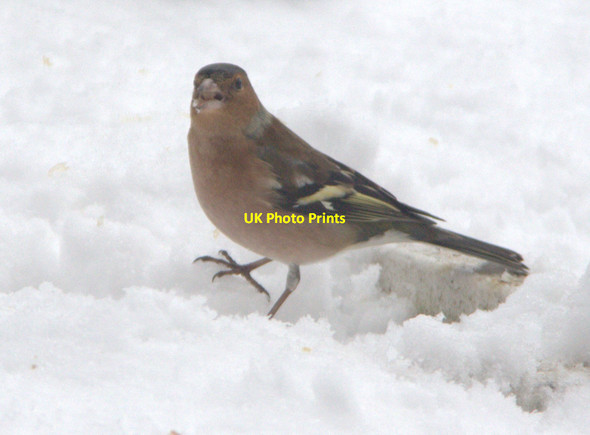 Photo 6"x4" Chaffinch (Fringilla coelebs) Southgate\/TQ3094 c2012